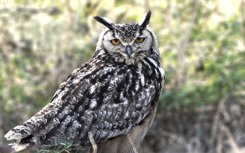 Indian Eagle-owl